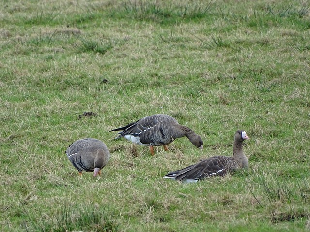 12強賽／井端弘和重守備及年輕化 台灣應情蒐多名新面孔.
