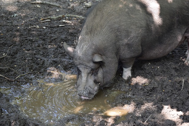 竞技心态 竞技心态