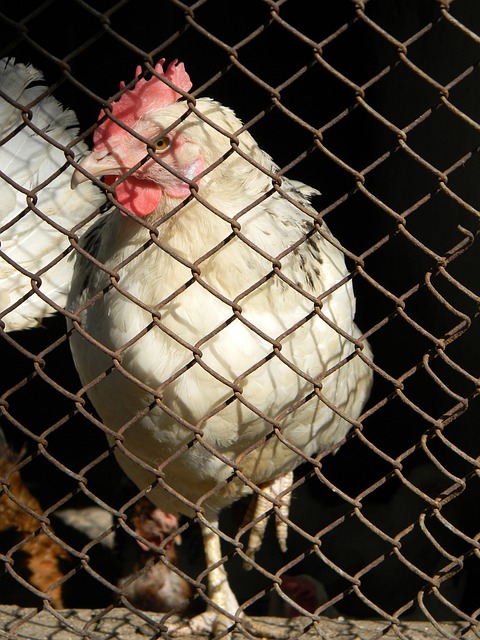 引入半自动 引入半自动